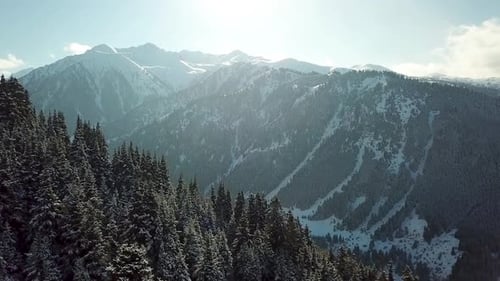 Montañas nevadas con abetos