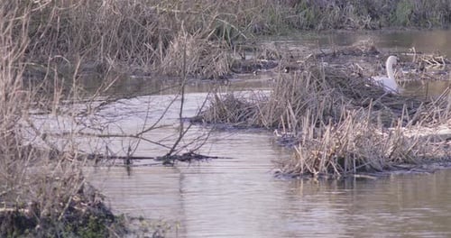 2 white geese are swimming in the pond at Nunnery Lake of Thetford, England