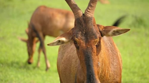 Close up of Red Hartebeest with horns in natural habitat, chewing, Addo Elephant Park, South Africa