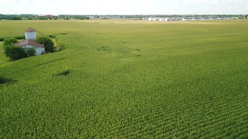Aerial View Flying Over Corn Farm Field Agriculture Landscape