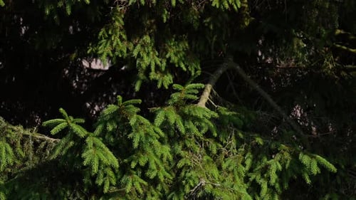 Evergreen Boughs Swaying Gently in Summer Sunlight