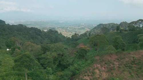 tropical forest