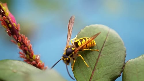Bee - 2K