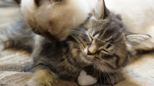 White adult parent ragdoll cat licking small little kitten tabby maincoon