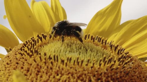 Bumblebees sitting on sunflower , season pollination blooming flowers, sunny day, close up