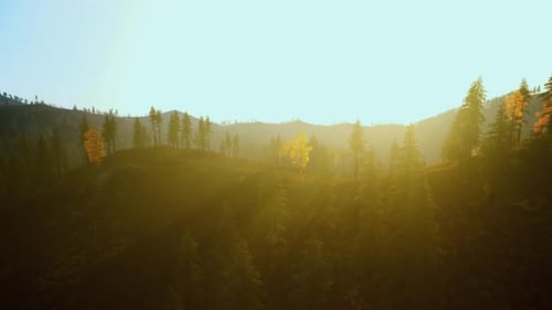 Un soleil éclatant se lève sur une forêt d'automne animée avec un arbre doré