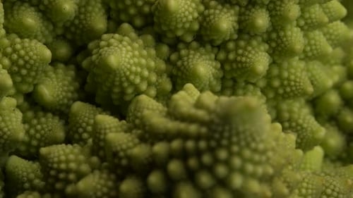 Romanesco Cauliflower 15