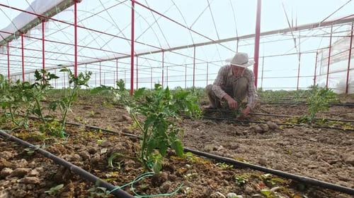 Adult Tending Crops in a Greenhouse