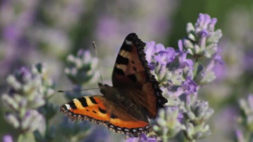 Flores de lavanda de cerca. Las flores de lavanda se cultivan en prados
