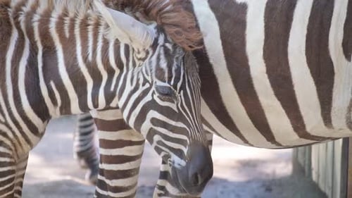 Closeup of a Baby Zebra Standing Next to Its Mother the Zebra Family