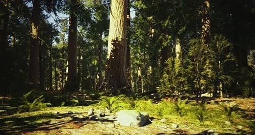 Lush Green Forest with Tall Trees and Vibrant Undergrowth in Daylight
