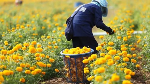 Local Thai worker or gardener keeping Marigold flower in field at northern of Thailand