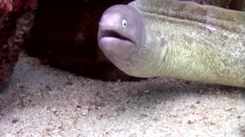 Muray Eel number 3