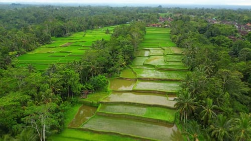 Tegalalang Rice Terrace,