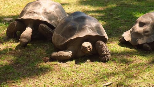 Giant Galapagos Tortoise Chelonoidis Nigra Moving on Green Grass