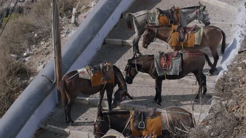 Empaca burros descansando en los escalones de Fira, Santorini, Grecia, en un día soleado