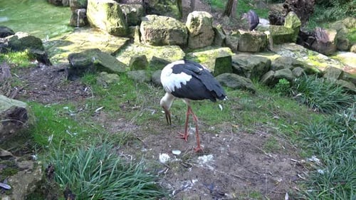 White stork (Ciconia Ciconia) looking for food in the grass