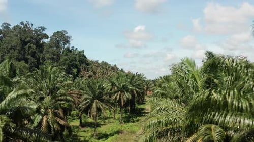 Palm tree in Malaysia estate