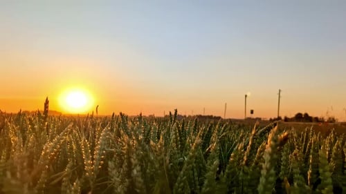 Vibrant sunset in countryside over wheat cereal crop farm land, slider left