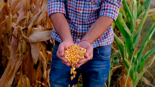 A Man Farmer Harvests Corn in a Field Selective Focus