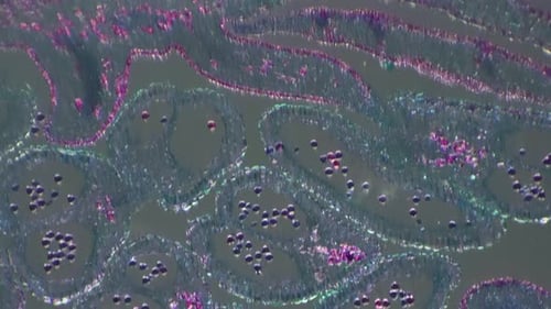 Agrandie 100 fois par un bourgeon apical dans une coupe longitudinale filmée avec un éclairage oblique