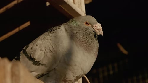 Gray pigeon resting in a wooden dovecote