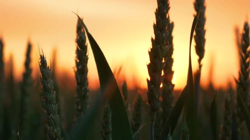 Green Wheat Ears in Field with Sunset Background Rural Agricultural Grain Growing Close Up