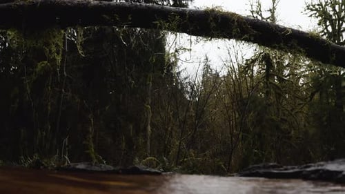 Fallen Tree Covered With Moss At Hoh Rainforest In Olympic National Park, Washington. tilt-up reveal