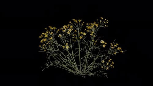 Threadleaf Ragwort blowing in the wind Loop Animation. Alpha Channel