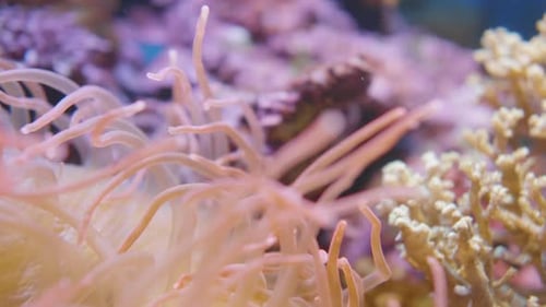 Macro Footage of Swaying Tentacles of Corkscrew Tentacle Sea Anemone or Macrodactyla Doreensis