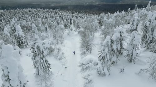 Person Walking Snowy Path Through Winter Forest