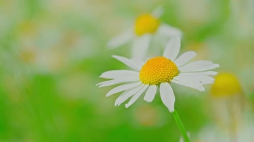 Meadow Daisies on a Sunny Day