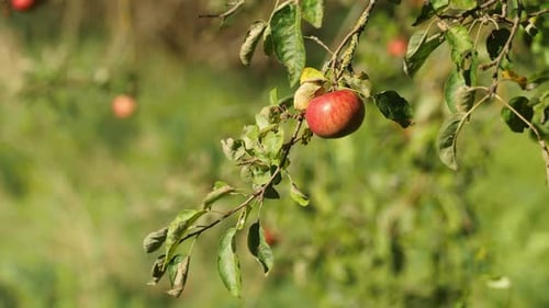Single Red Apple Hanging From a Tree Branch Sways Gently in the Breeze
