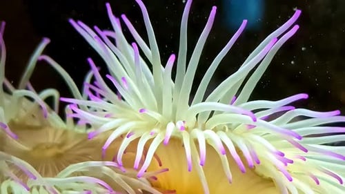 Amazing Anemone with White and Violet Tentacles