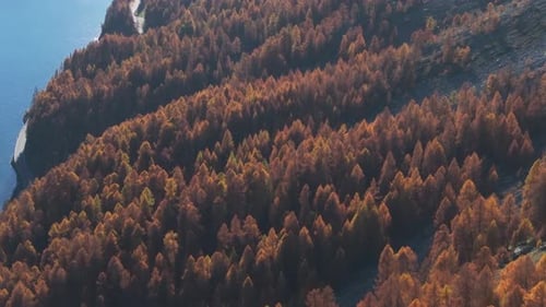 aerial drone shot colorful trees and autumn landscape. large colorful red autumn fir forest.