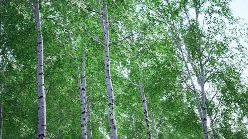 White Birch Trees in the Forest in Summer