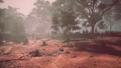 Hazy Red Earth Landscape with Eucalyptus Trees