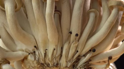 Close Up of Beech Mushrooms Growing
