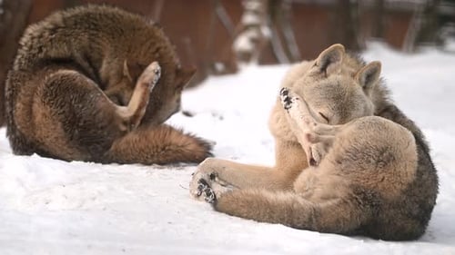 Majestic Wolves Resting in a Snowy Forest During Winter's Embrace