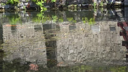 Koi Fish Swimming in a Tranquil Pond