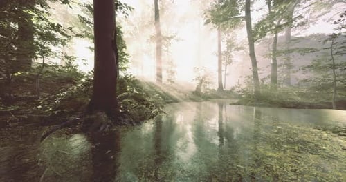Serene Forest Landscape Reflecting Sunlight on Tranquil Waters at Dawn