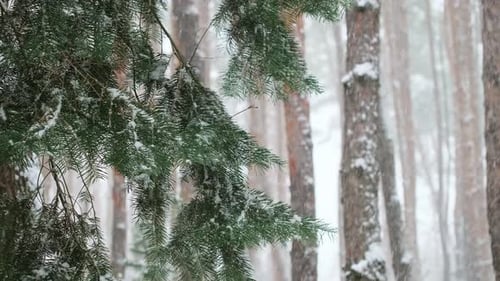 Heavy snowfall in spruce forest in winter, snow-covered spruce branches