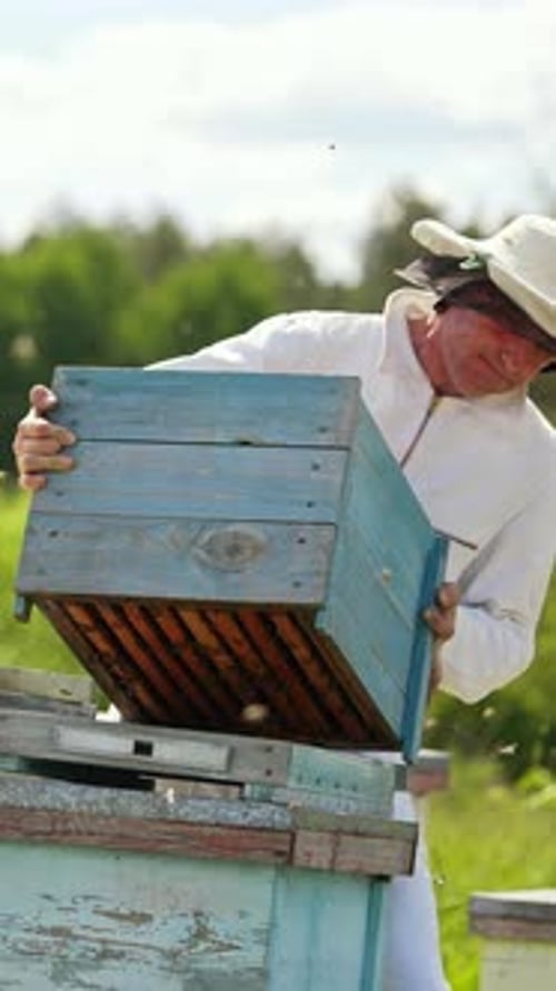 Beekeeper Inspecting Hives on Sunny Day
