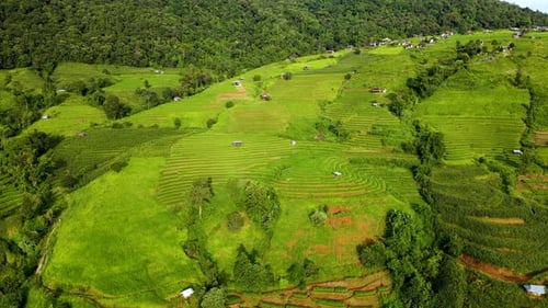 Explore los impresionantes campos de arroz de Chiang Mai, Tailandia, durante la temporada de cosecha dorada