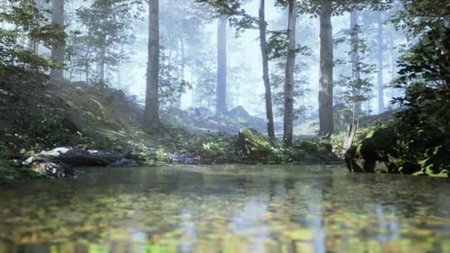 Stream Flowing Through Lush Green Forest