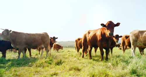 Farm, nature and cow field in countryside with peaceful animals eating and relaxed in sunshine