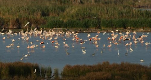 Wildlife ine the Camargue, Southern France, France