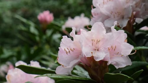 Blooming Sakura Flowers Natural Background Delicate Pink Flowers on the Sakura Tree Close Up Floral