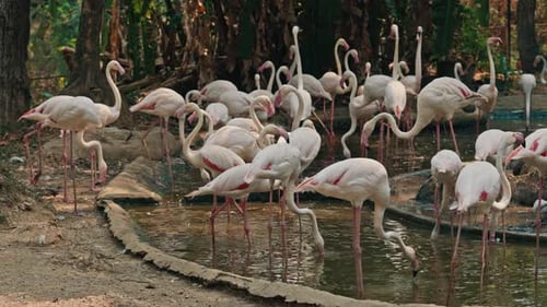 Flock of White Flamingos Are Searching for Food in the Pond at the Zoo