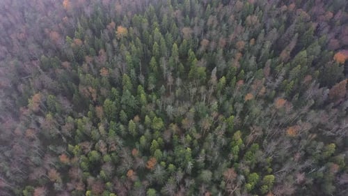 Aerial view of autumn forest with pine and birch trees as natural background.